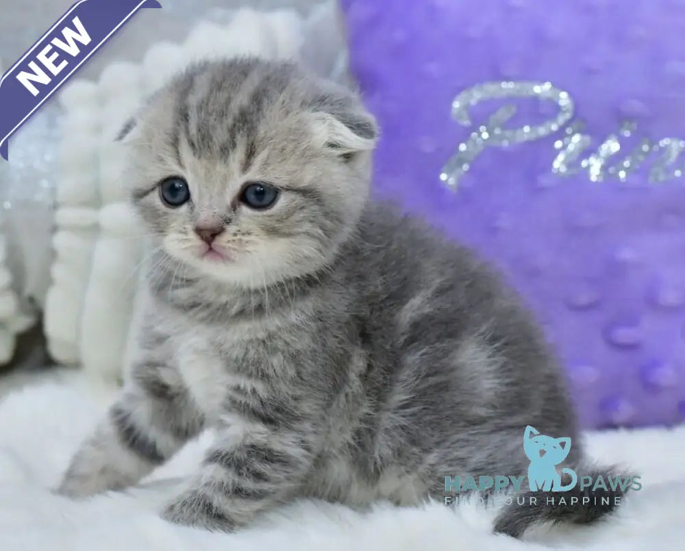 Germiona Scottish Fold female blue spotted tabby live animals