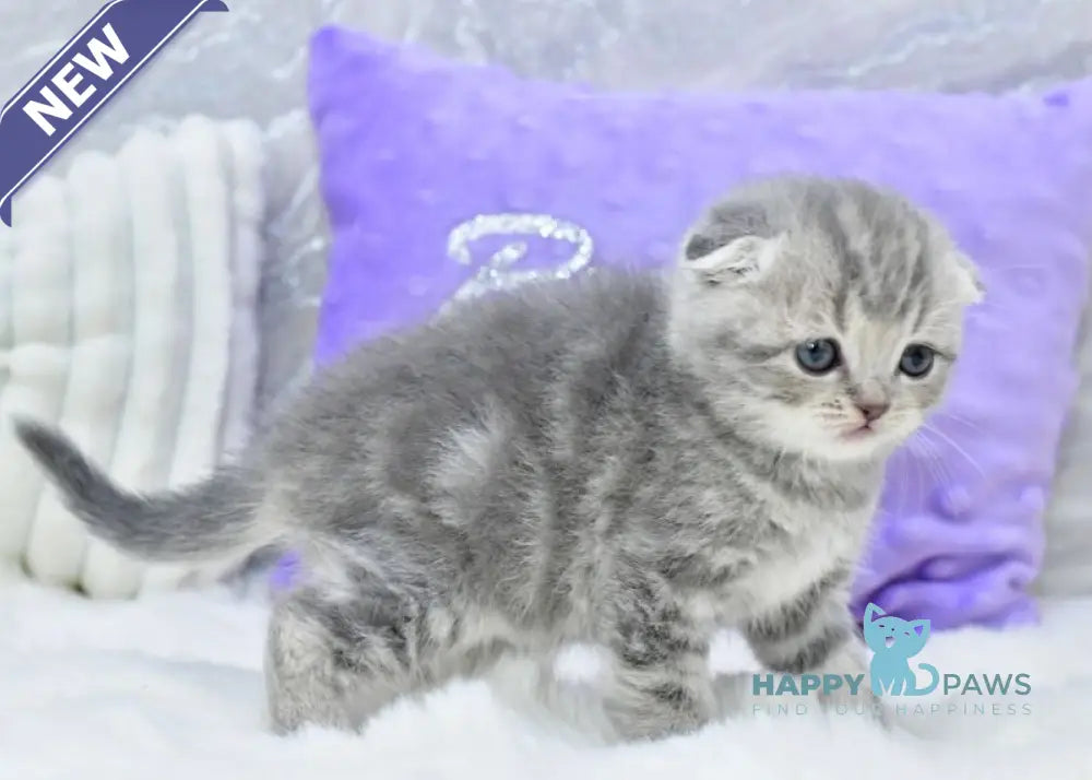 Germiona Scottish Fold female blue spotted tabby live animals