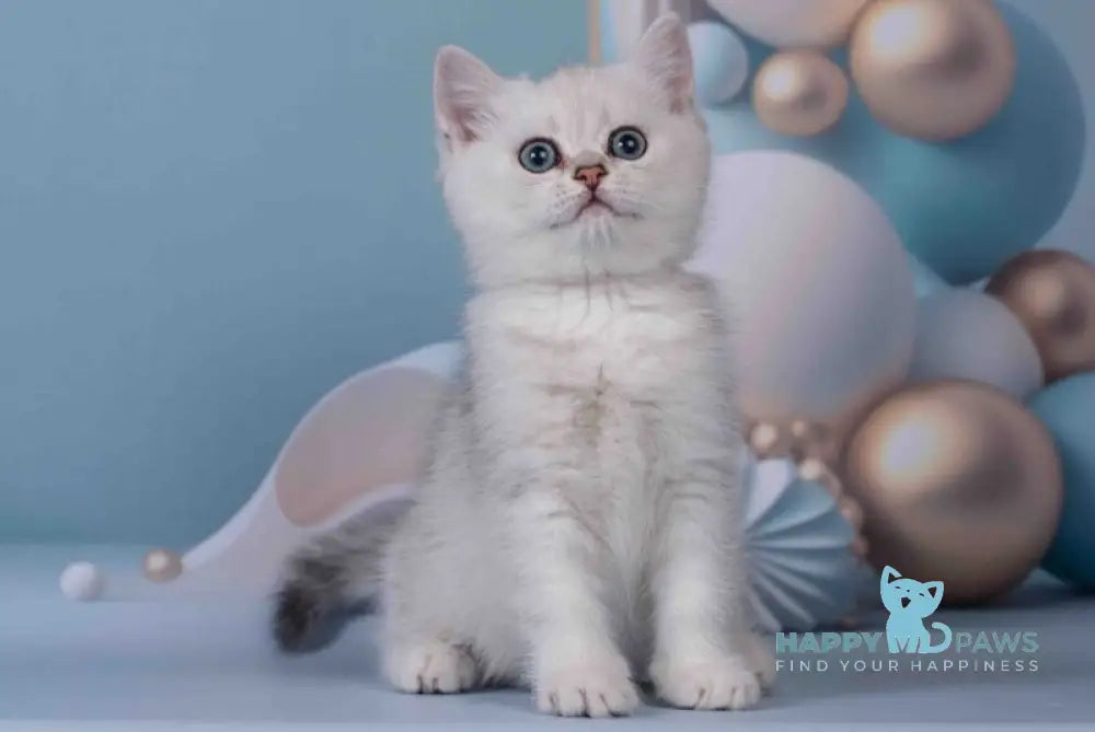 Germiona Scottish Straight female black silver shaded live animals