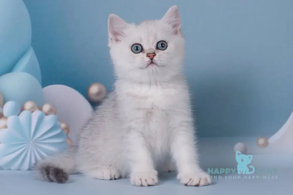 Germiona Scottish Straight female black silver shaded live animals