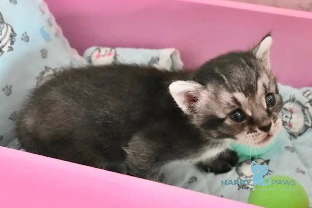 Ghost Chausie F1 male grizzled ticked live animals