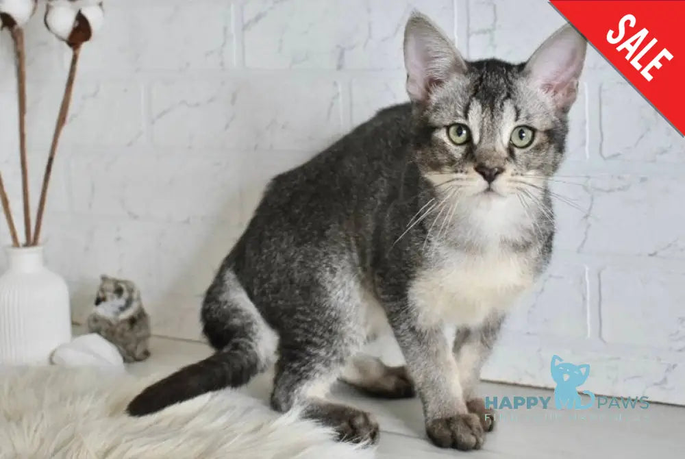 Ghost Chausie F1 male grizzled ticked live animals