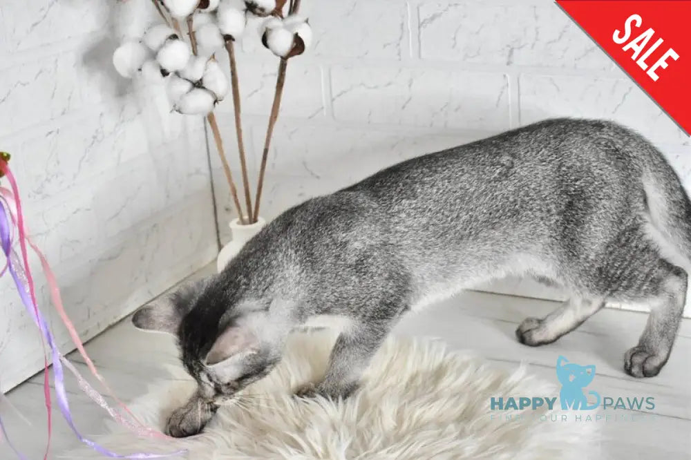 Ghost Chausie F1 male grizzled ticked live animals