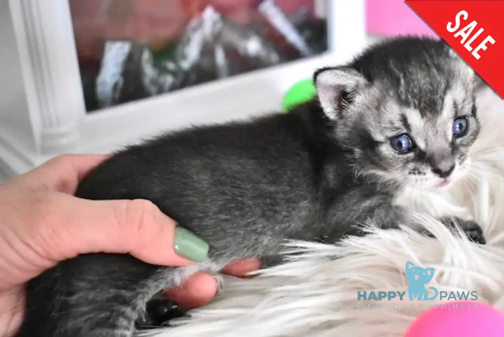 Ghost Chausie F1 male grizzled ticked live animals