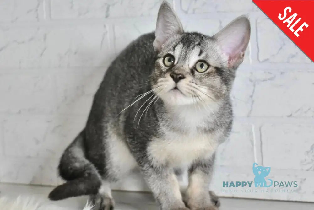 Ghost Chausie F1 male grizzled ticked live animals