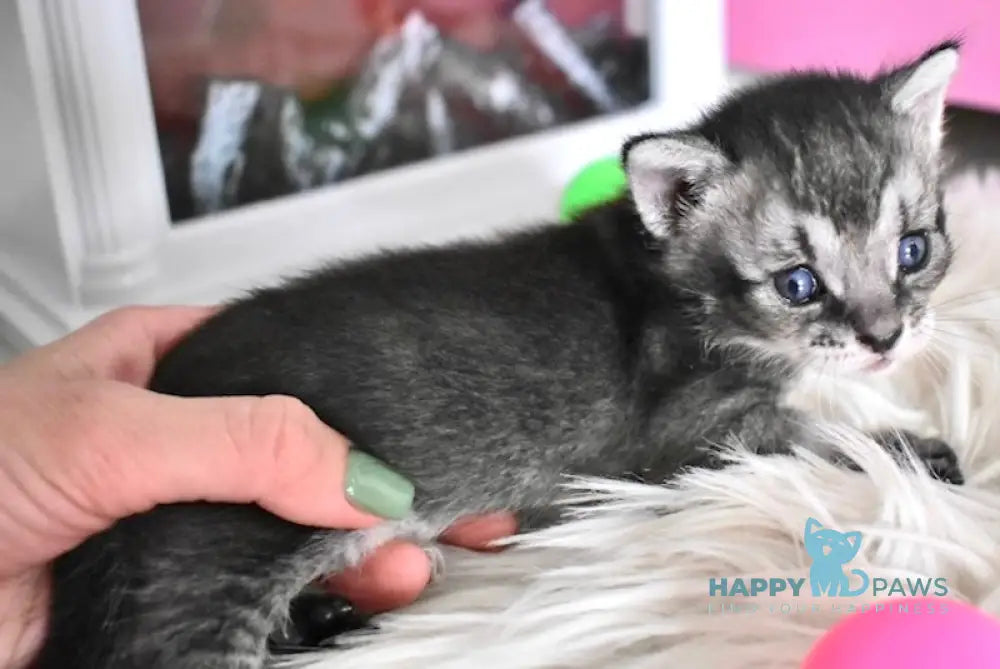 Ghost Chausie F1 male grizzled ticked live animals