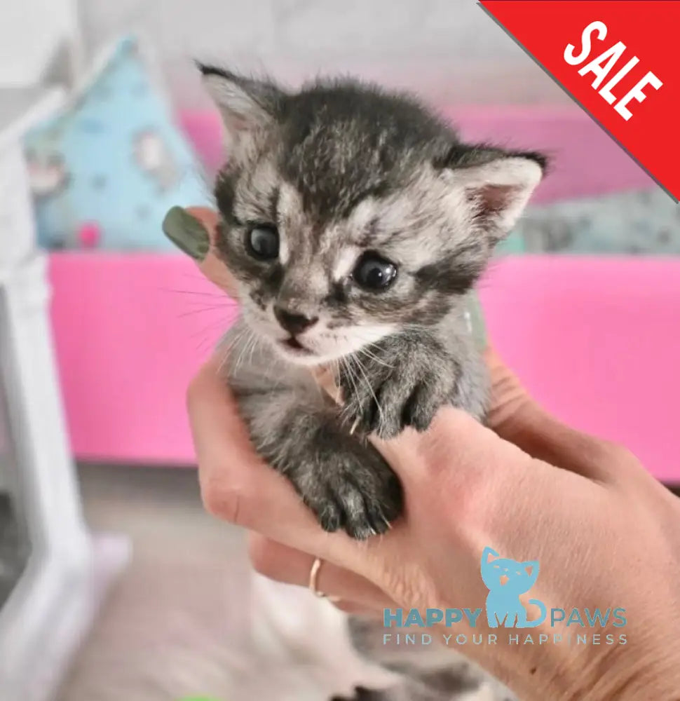 Ghost Chausie F1 male grizzled ticked live animals
