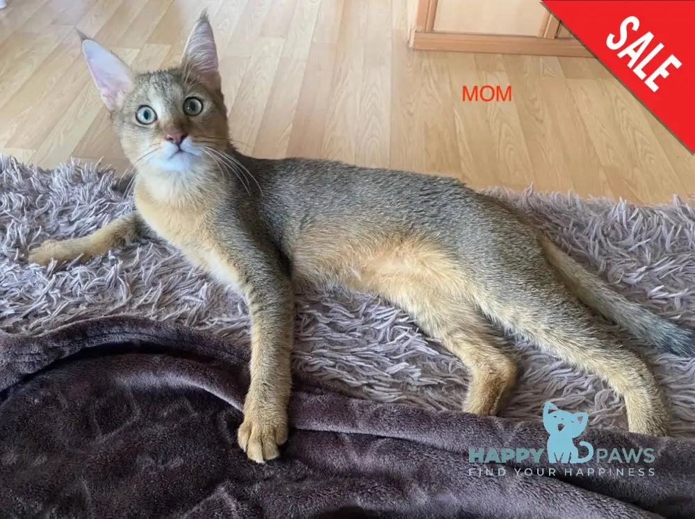 Ghost Chausie F1 male grizzled ticked live animals