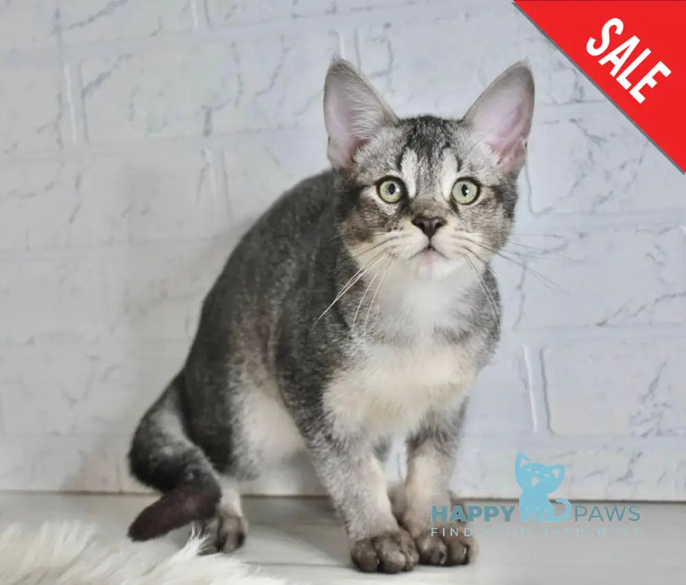 Ghost Chausie F1 male grizzled ticked live animals