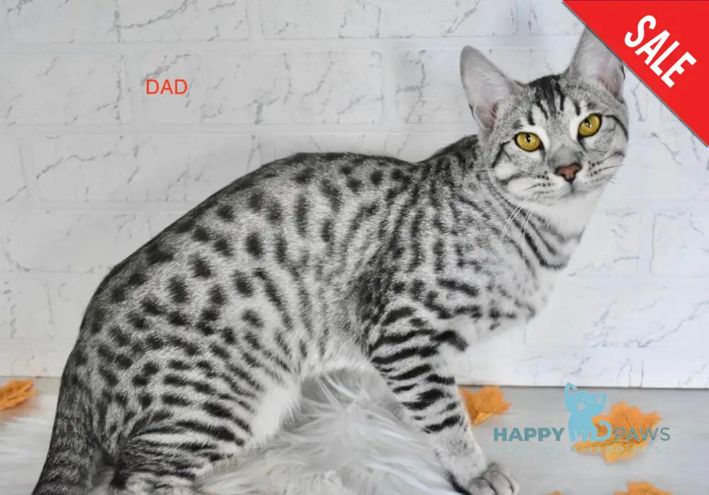 Ghost Chausie F1 male grizzled ticked live animals