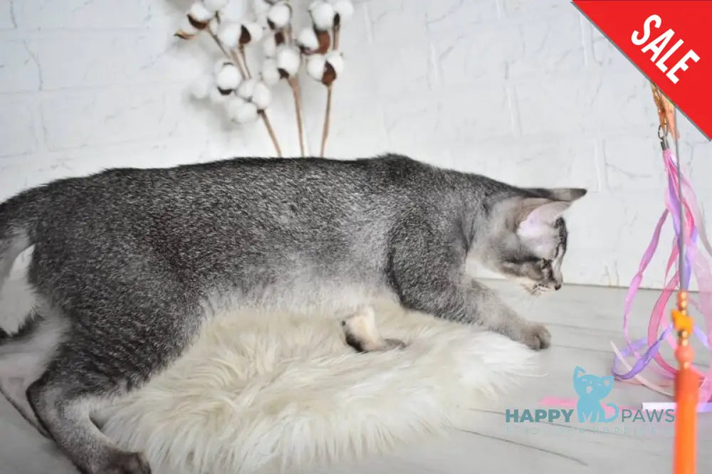 Ghost Chausie F1 male grizzled ticked live animals