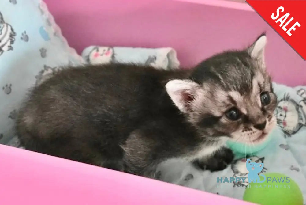 Ghost Chausie F1 male grizzled ticked live animals