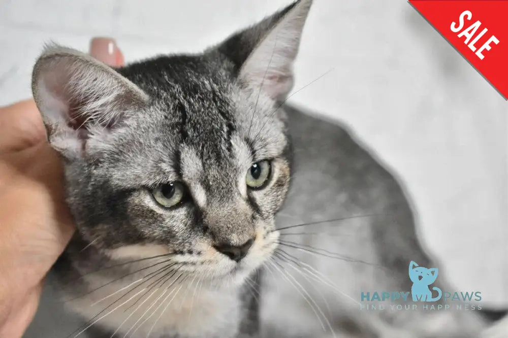 Ghost Chausie F1 male grizzled ticked live animals