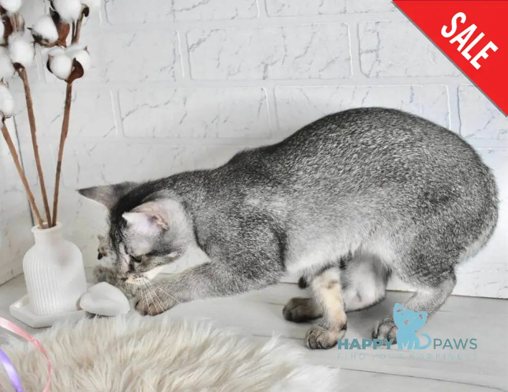 Ghost Chausie F1 male grizzled ticked live animals