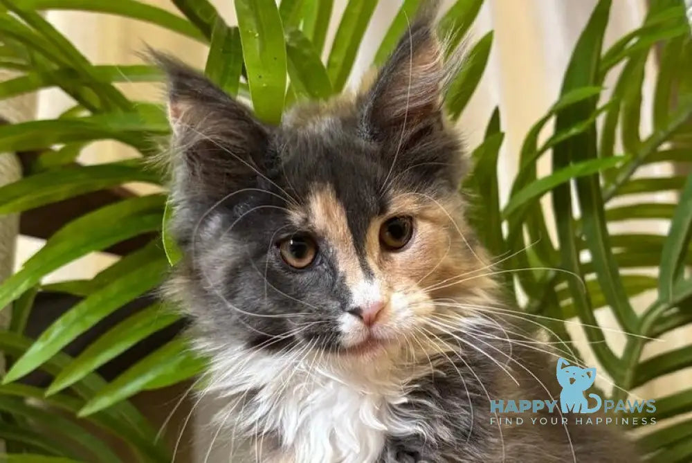 Gia Maine Coon female blue tortie bicolour live animals