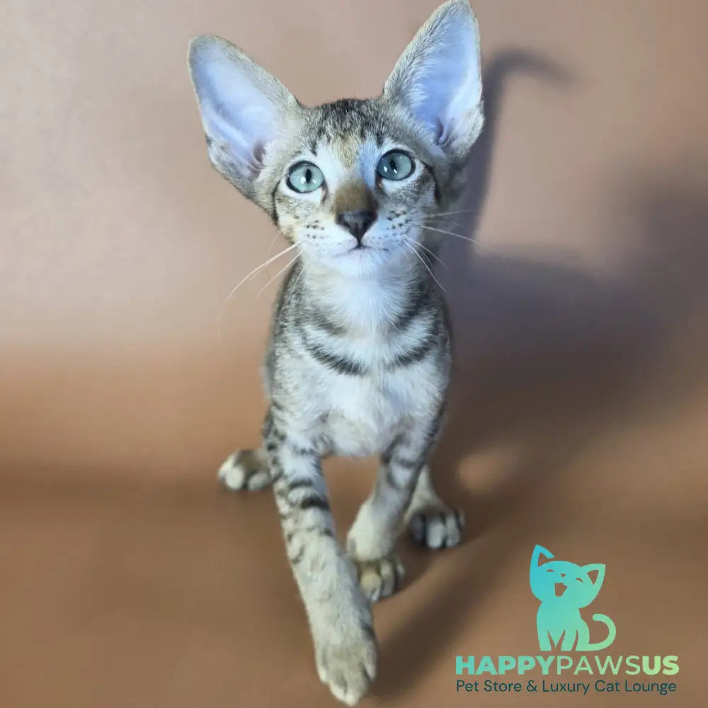 Gideon Oriental Shorthair male black spotted tabby - live animals