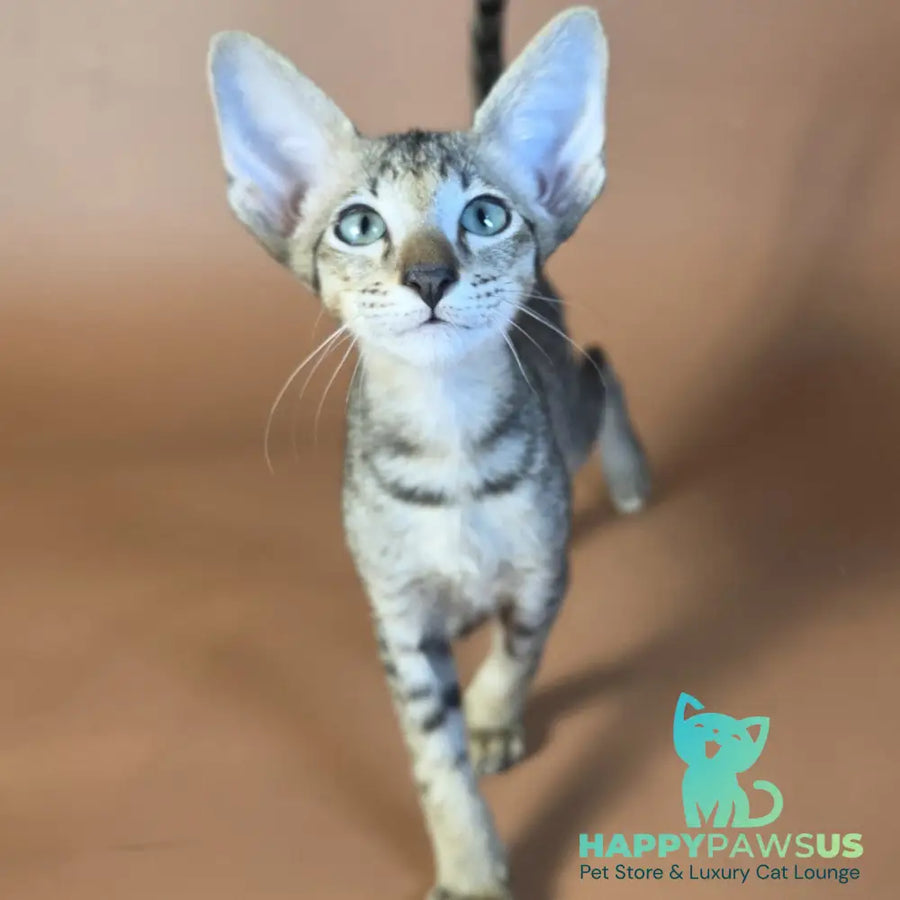 Gideon Oriental Shorthair male black spotted tabby - live animals