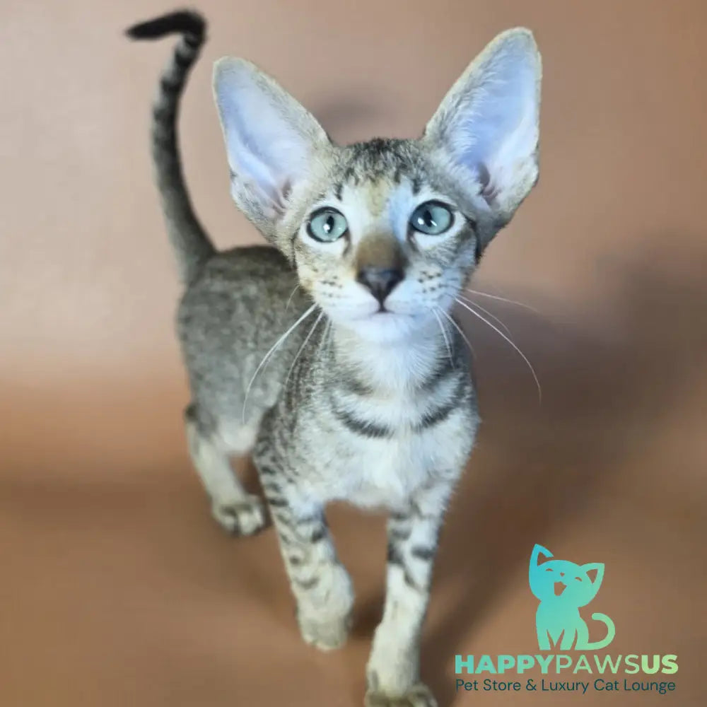 Gideon Oriental Shorthair male black spotted tabby - live animals