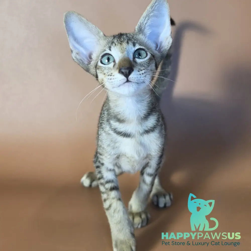 Gideon Oriental Shorthair male black spotted tabby - live animals
