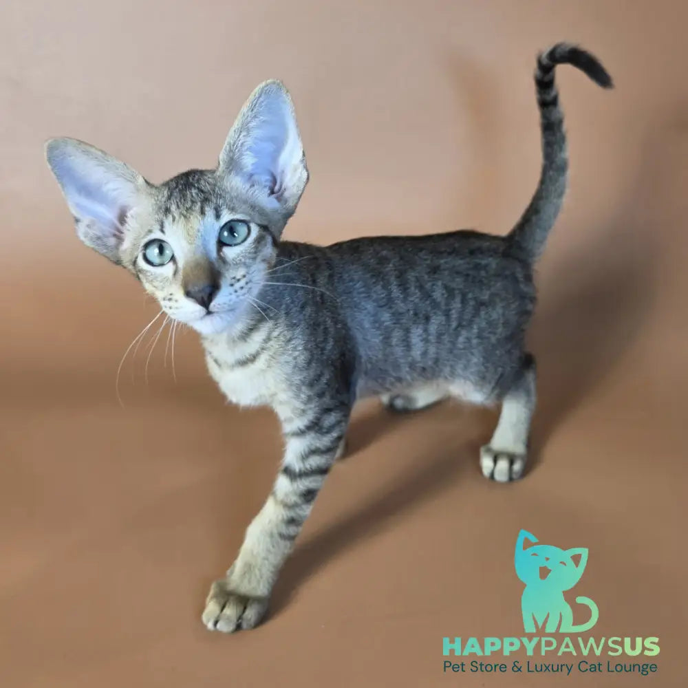 Gideon Oriental Shorthair male black spotted tabby - live animals