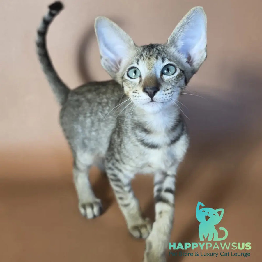 Gideon Oriental Shorthair male black spotted tabby - live animals