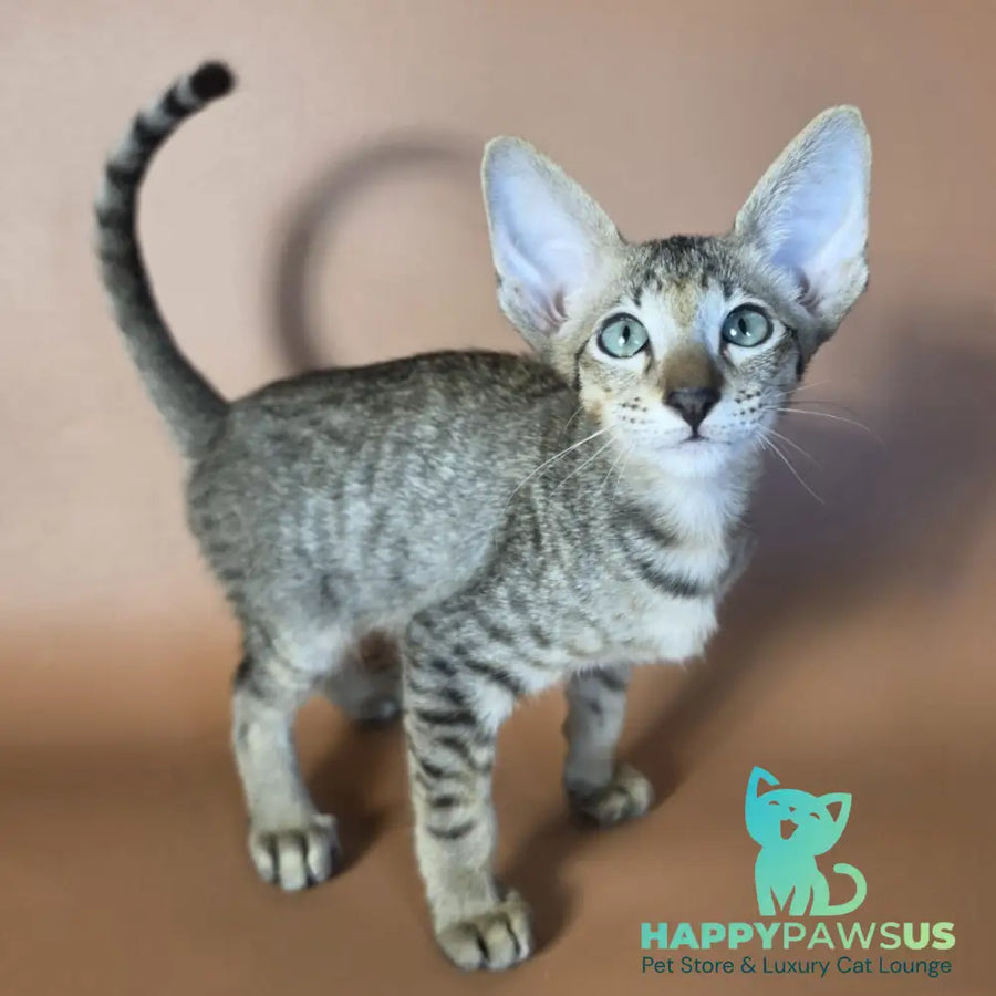 Gideon Oriental Shorthair male black spotted tabby - live animals