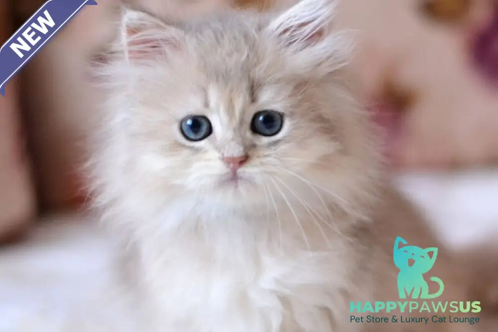 Gigi British Longhair female blue golden shaded - live animals