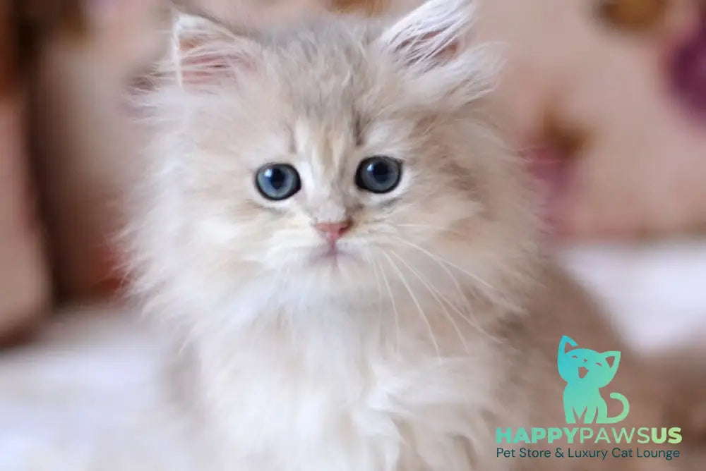 Gigi British Longhair female blue golden shaded - live animals