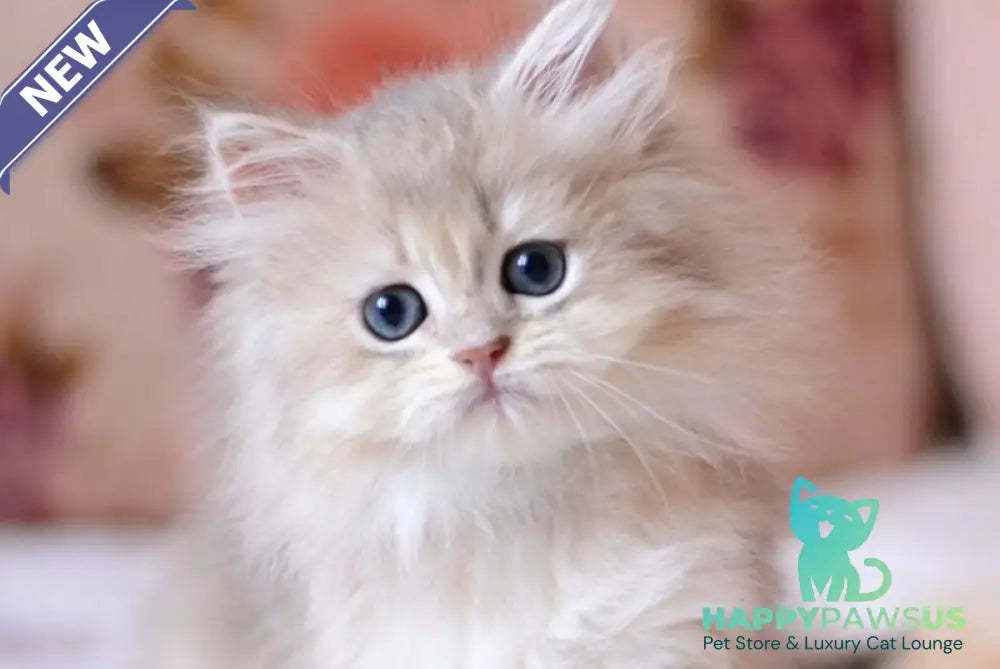 Gigi British Longhair female blue golden shaded - live animals