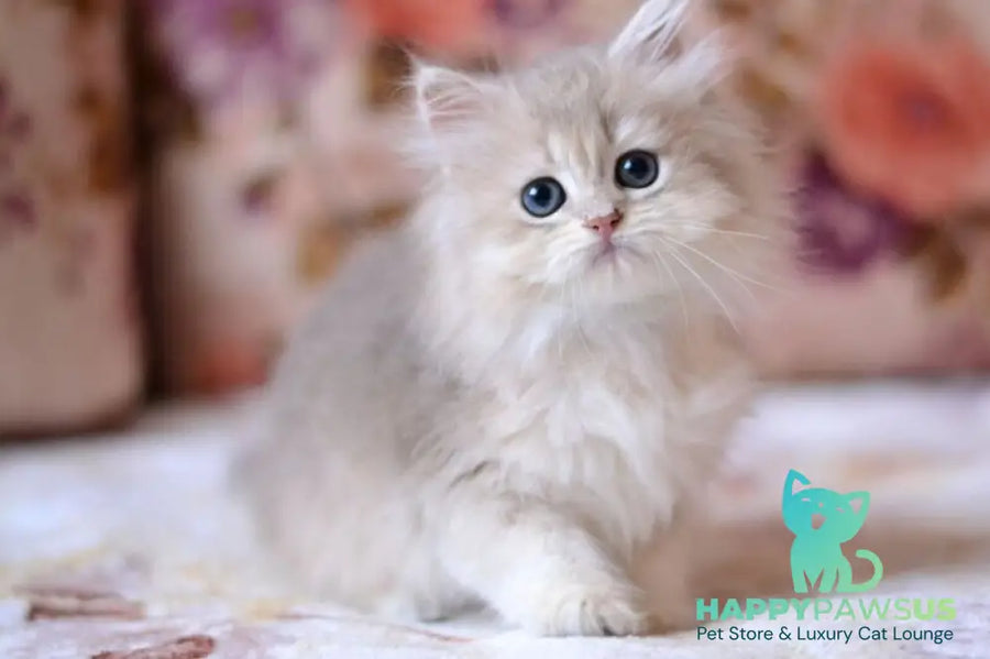 Gigi British Longhair female blue golden shaded - live animals