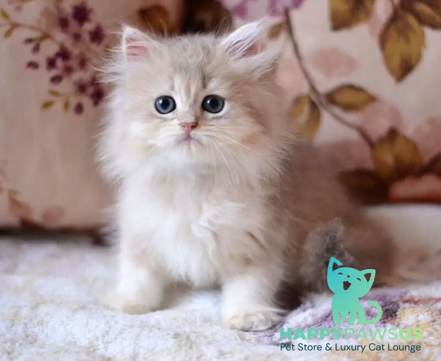 Gigi British Longhair female blue golden shaded - live animals