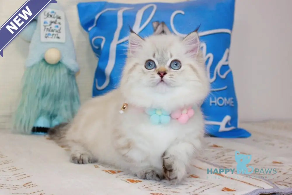 Gigi Munchkin female chocolate golden tabby pointed live animals