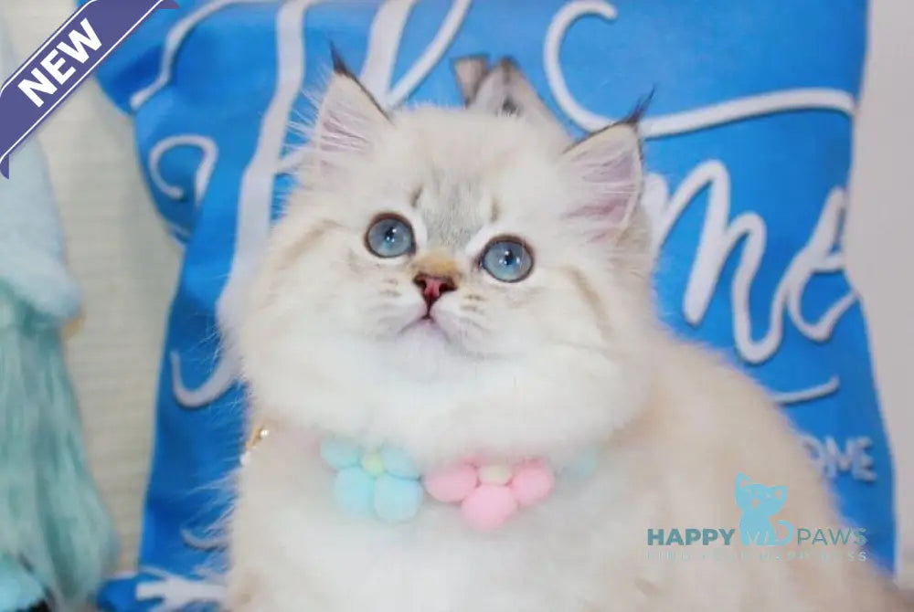 Gigi Munchkin female chocolate golden tabby pointed live animals