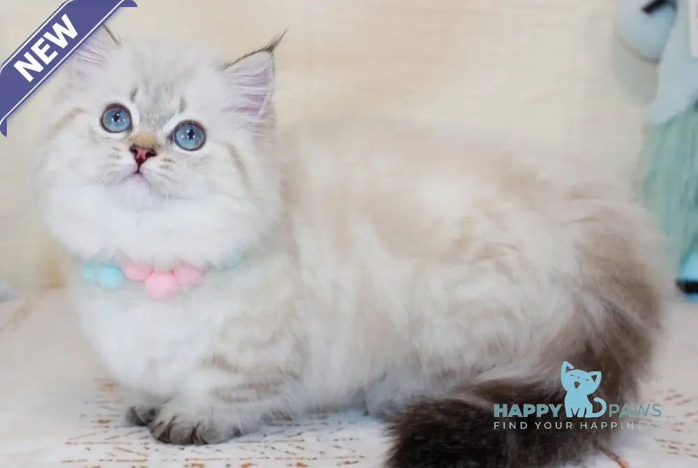 Gigi Munchkin female chocolate golden tabby pointed live animals