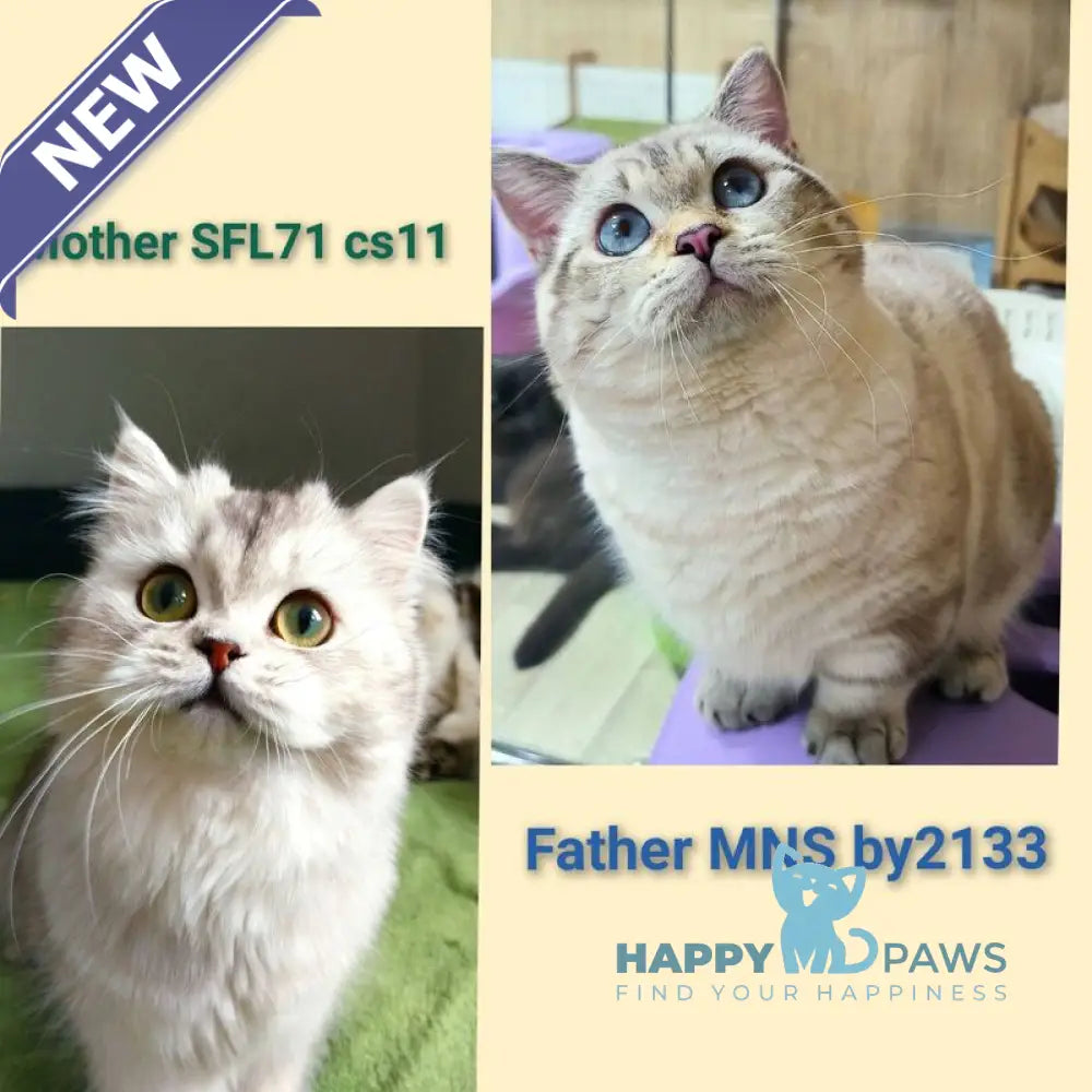 Gigi Munchkin female chocolate golden tabby pointed live animals