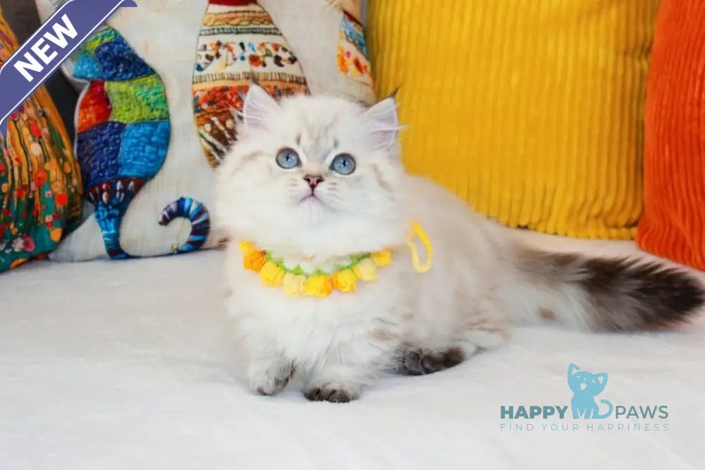 Gigi Munchkin female chocolate golden tabby pointed live animals