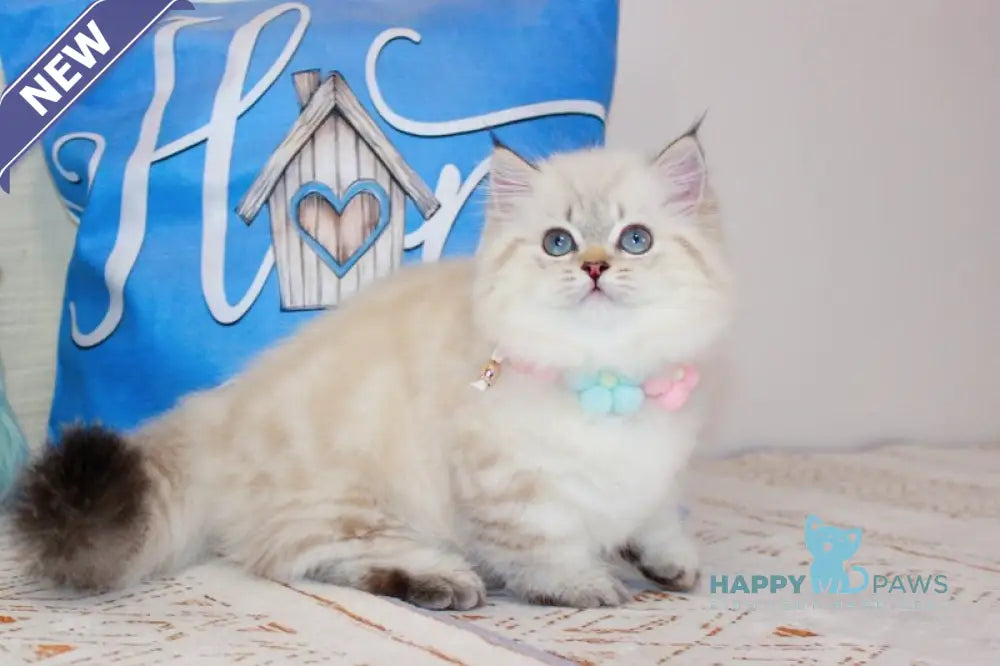 Gigi Munchkin female chocolate golden tabby pointed live animals