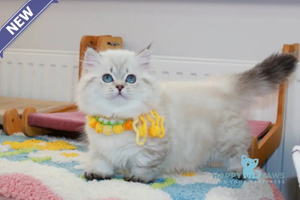 Gigi Munchkin female chocolate golden tabby pointed live animals