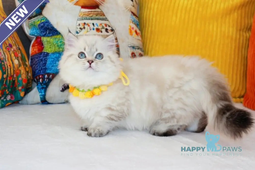 Gigi Munchkin female chocolate golden tabby pointed live animals