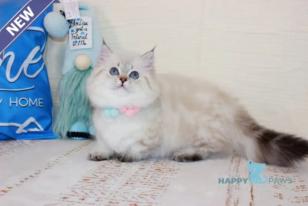 Gigi Munchkin female chocolate golden tabby pointed live animals