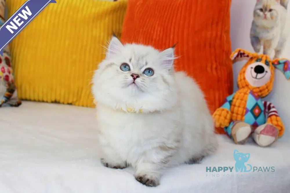 Gigi Munchkin female chocolate golden tabby pointed live animals