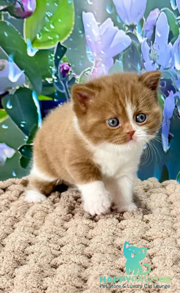 Gin British Shorthair male cinnamon bicolour - live animals