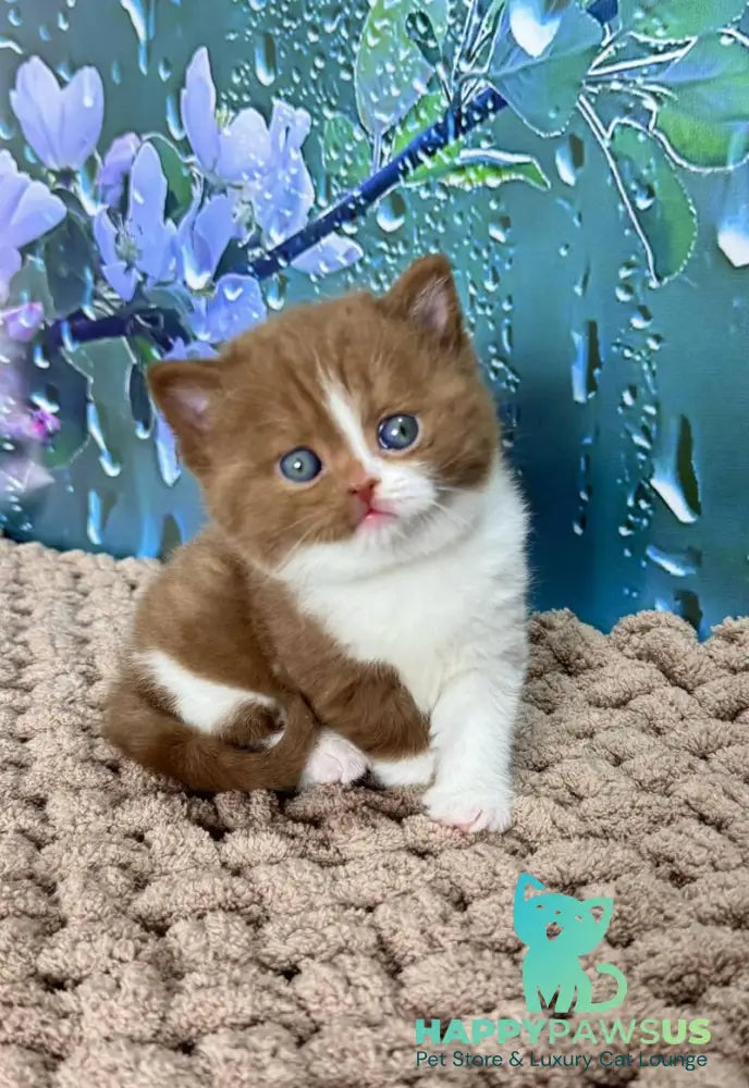 Gin British Shorthair male cinnamon bicolour - live animals