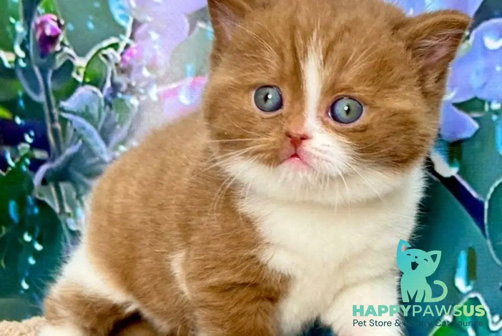 Gin British Shorthair male cinnamon bicolour - live animals