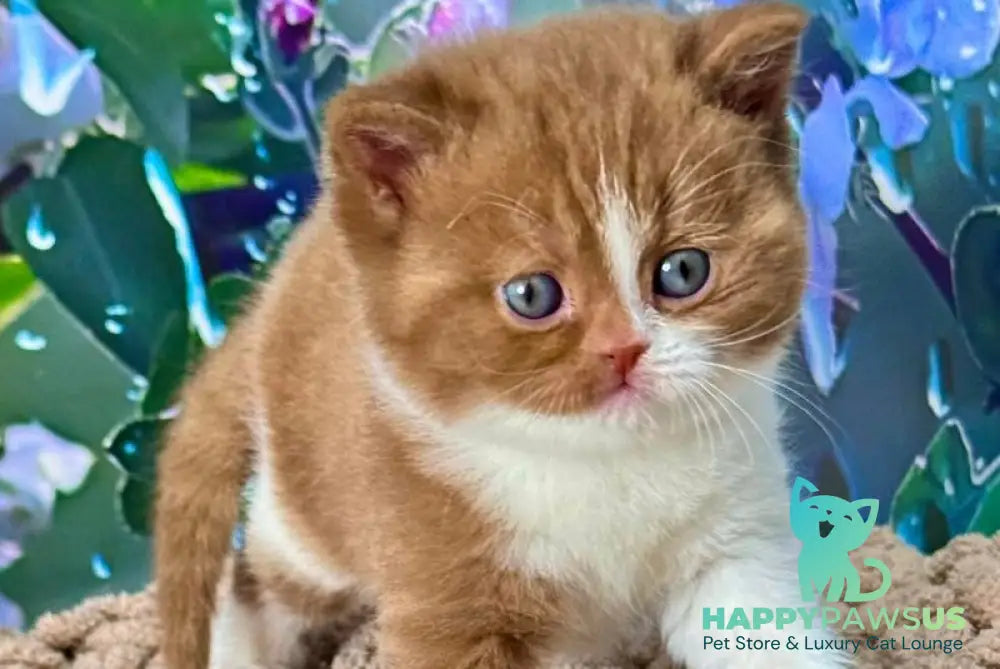 Gin British Shorthair male cinnamon bicolour - live animals