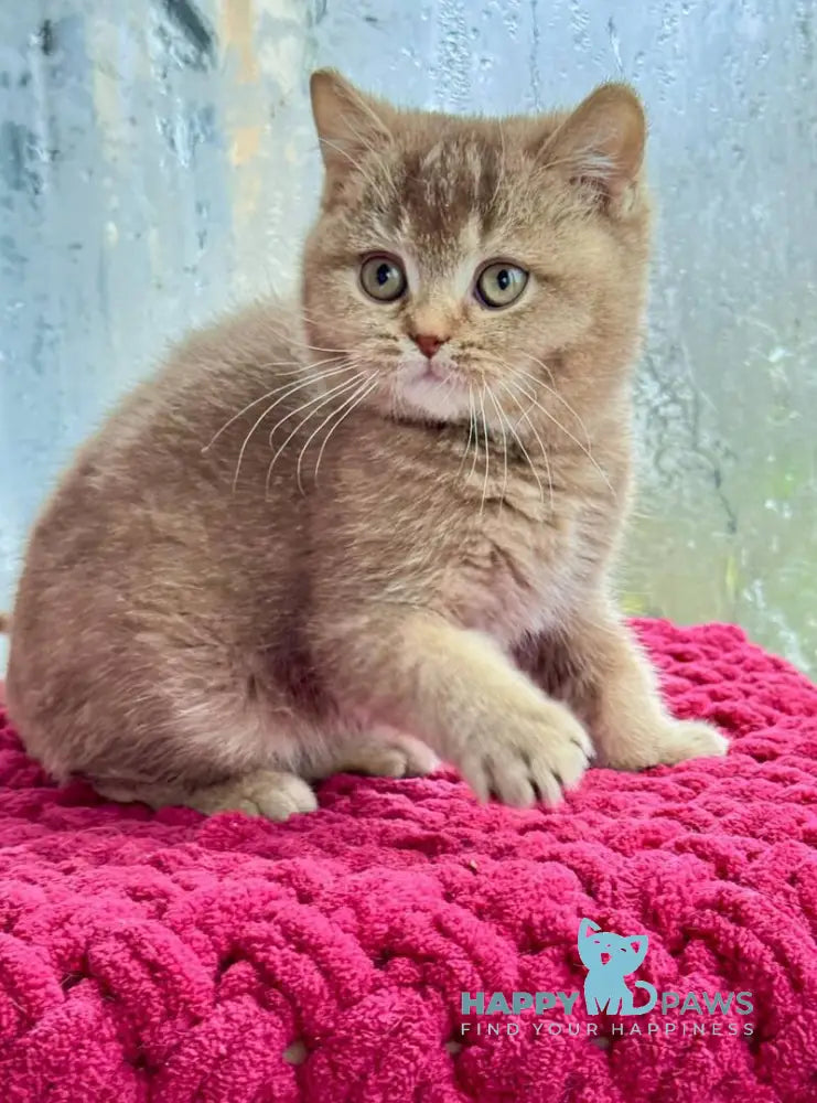 Gin British Shorthair male cinnamon ticked tabby live animals