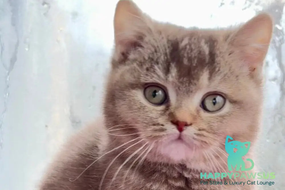 Gin British Shorthair male cinnamon ticked tabby live animals
