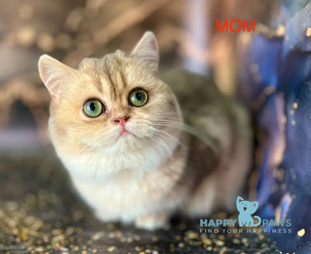 Gin British Shorthair male cinnamon ticked tabby live animals