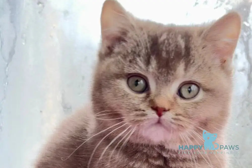 Gin British Shorthair male cinnamon ticked tabby live animals