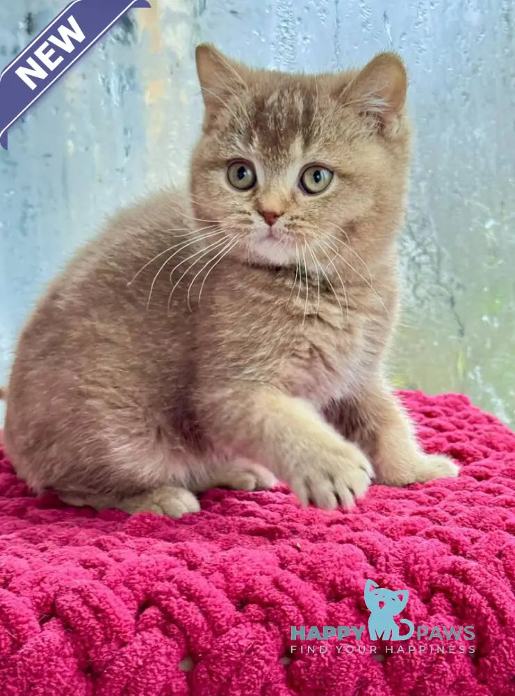 Gin British Shorthair male cinnamon ticked tabby live animals